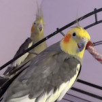 two cockatiels