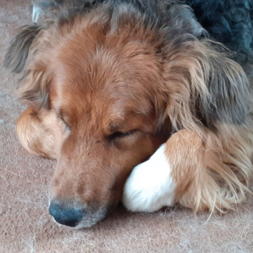 sleeping brown and black dog