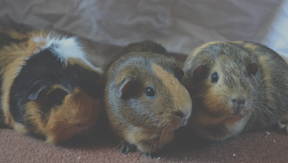 three guinea pigs