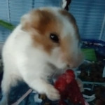 hamster eating a raspberry