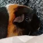 ginger and black guinea pig