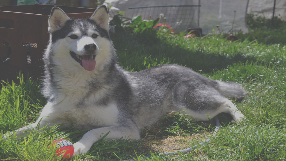 black and white husky