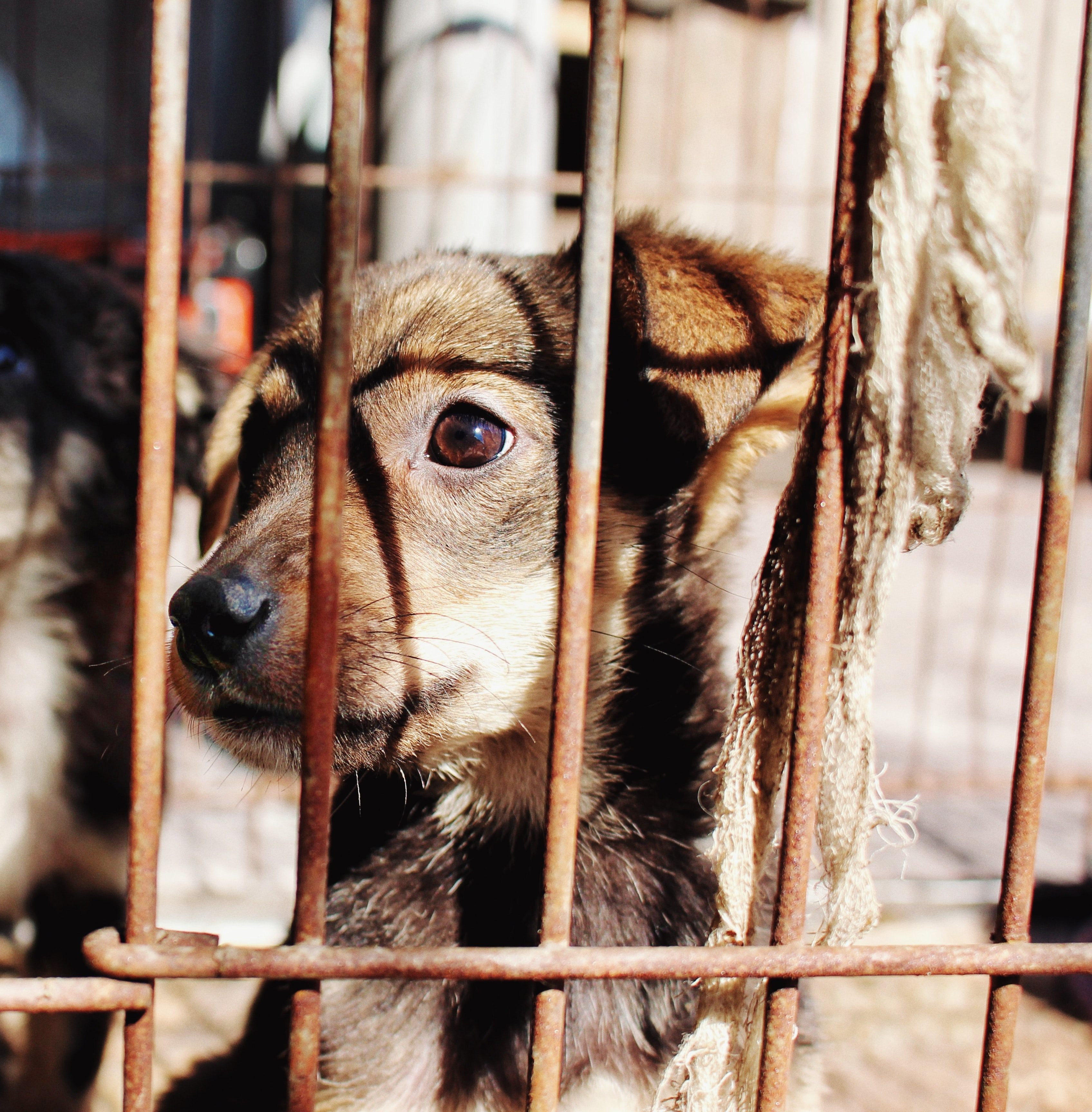 dog in crate