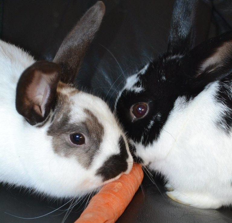 two rabbits eating a carrot