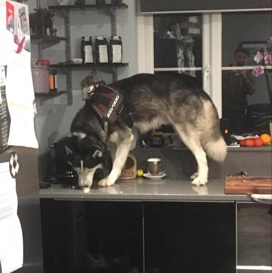 dog on countertop