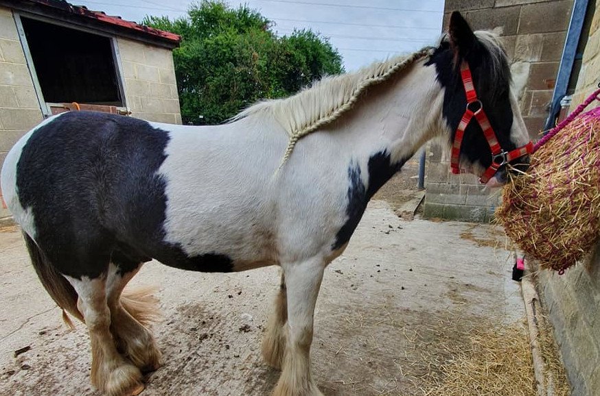 brown and white horse eating hay