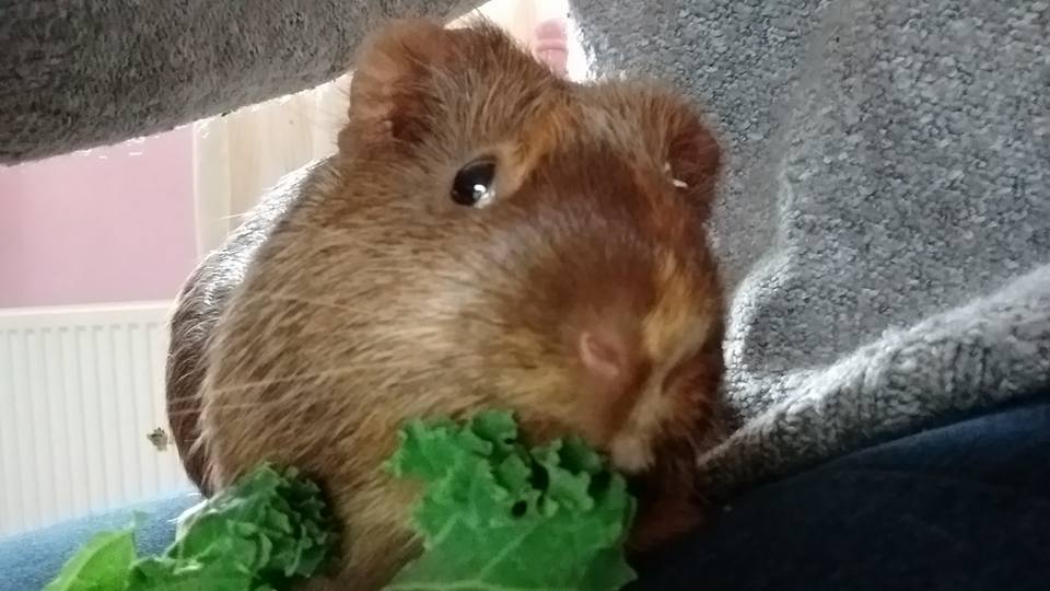 brown guinea pig