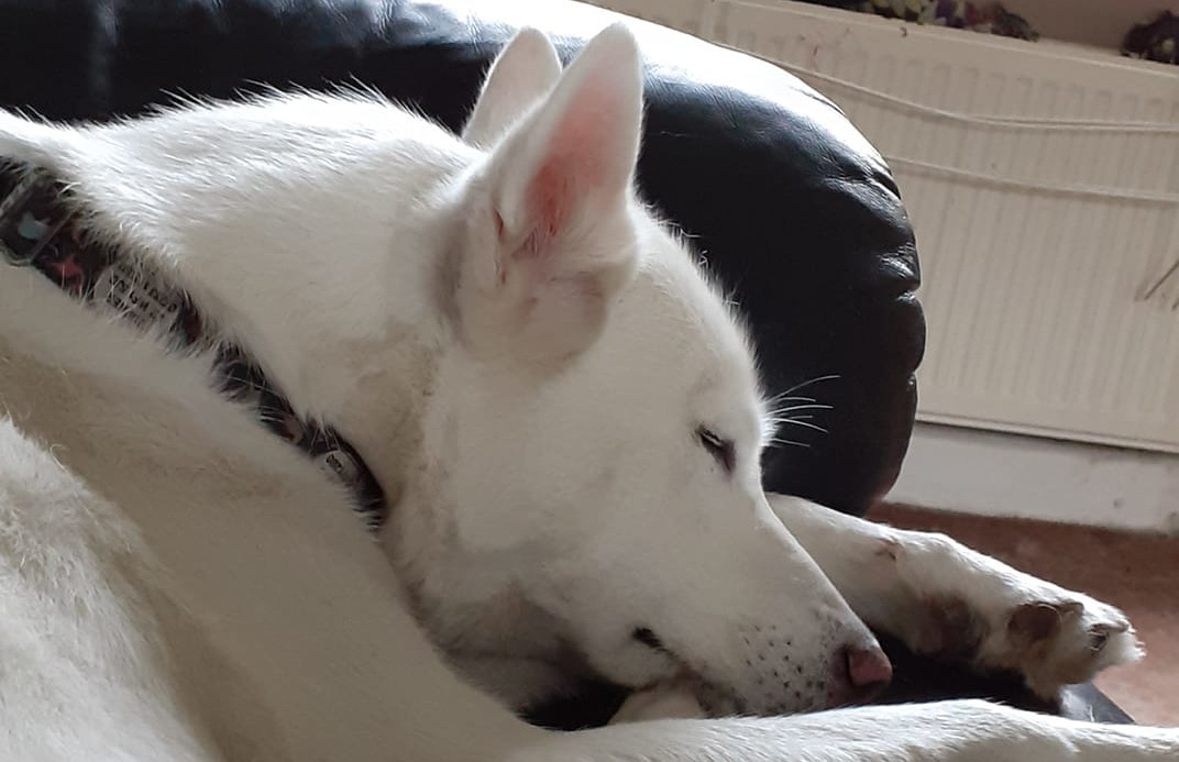 white husky asleep