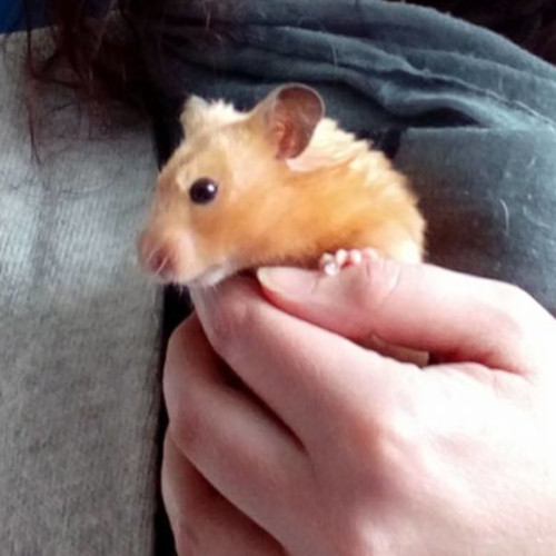 A hamster