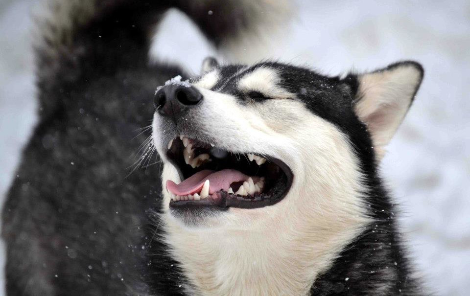 black and white husky cross malamute