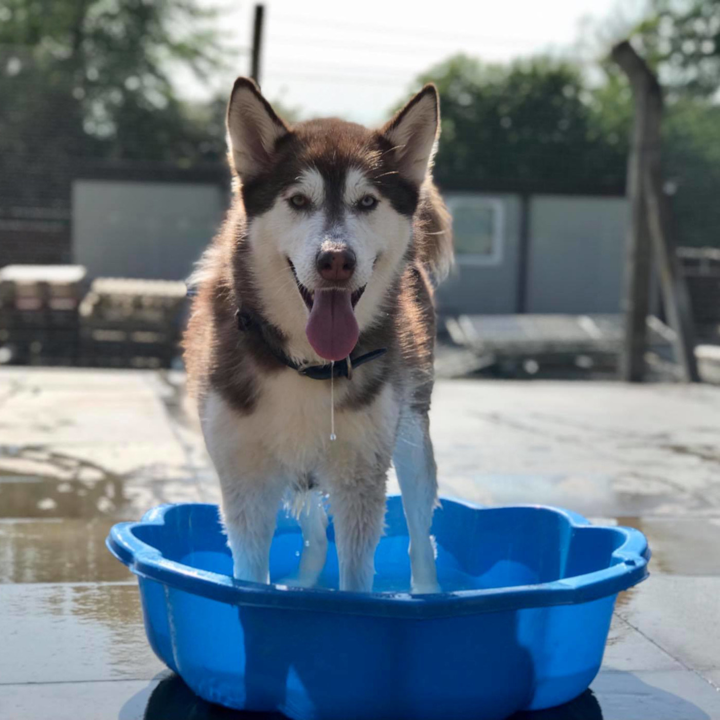 husky in paddling pool