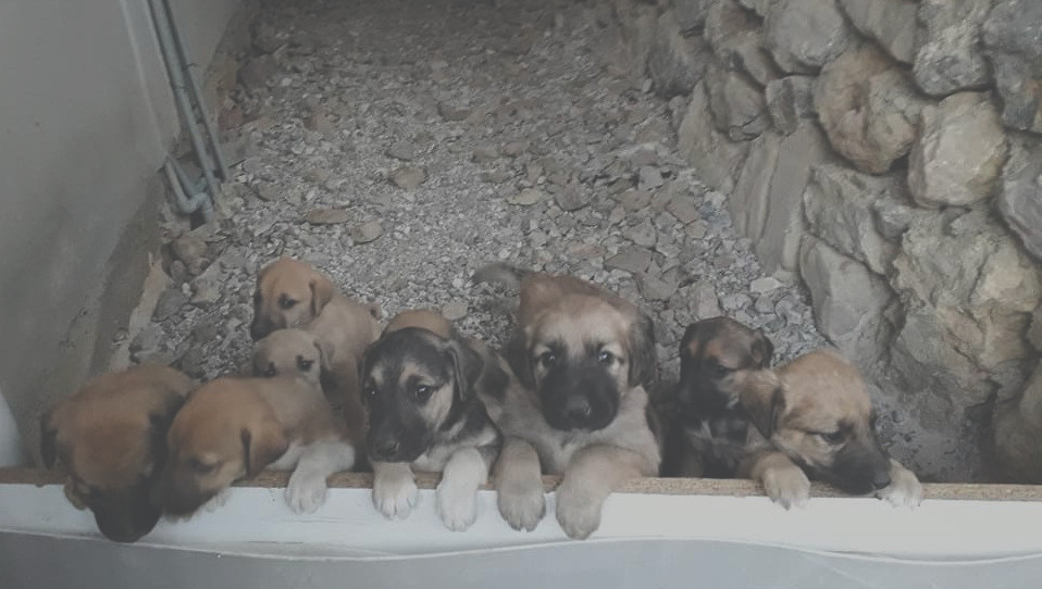 puppies rescued in Turkey